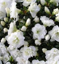 Azalka japonská Eisprinzessin, Rhododendron obtusum, kont. 2l