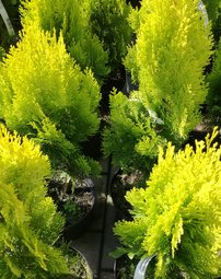 Tuja západná Elegantissima, Thuja occidentalis 40 - 60 cm, kont. 3l