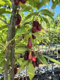 Drieň obyčajný Elagantnij, Cornus mas, +170 cm, kontajner 10l
