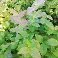 Čučoriedka Elliott, Vaccinium corymbosum  kont. sadenica