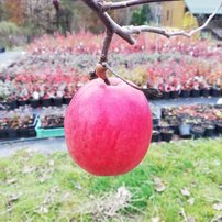 Jabloň domáca Elise, Malus domestica 190 - 200 cm, kont. 10l