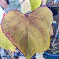 Judášovec kanadský Eternal Flame, Cercis canadensis, + 200 cm, kontajner 15l