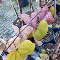 Judášovec kanadský Eternal Flame, Cercis canadensis, + 200 cm, kontajner 15l