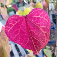 Judášovec kanadský Eternal Flame, Cercis canadensis, + 200 cm, kontajner 15l