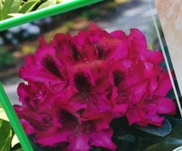 Rododendron Europa 93  , Rhododendron Hybride, 40 - 60 cm, kont. 4l