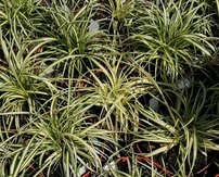 Ostrica ošimenská Evergold, Carex oshimensis 15-20 cm, kont. 3 l