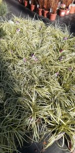 Ostrica ošimenská Evergold, Carex oshimensis 15-20 cm, kont. 3 l