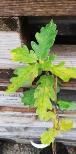 Dub letný Fracrist, Quercus robur, kontajner C3, 20-40 cm