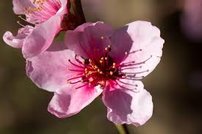 Nektárinka Fantázia, Prunus persica var. Nucipersica, 160 – 170 cm. kont. 10 l.