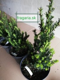 Tis obyčajný Fastigiata Robusta, Taxus baccata 20 - 40 cm, kont. 3l