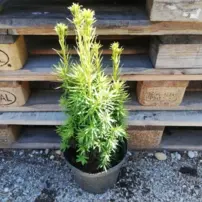 Tis obyčajný Fastigiata Aureomarginata, Taxus baccata 30 - 40 cm, kont. 3l