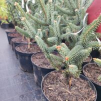 Jedľa španielská Pyramidalis ( Fastigiasta), Abies pinsapo, +30 cm, kont. 4l