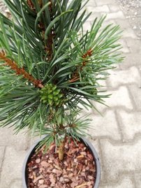 Borovica lesná Fastigiata, Pinus sylvestris, 30 cm, kont. 5l