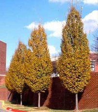 Hrab obyčajný Fastigiata, Carpinus betulus, +300 cm, kont. 25l