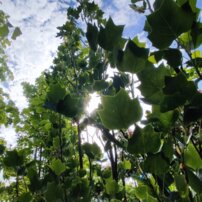 Ľaliovník tulipánokvetý Fastigiata, Liriodendron tulipifera, + 300 cm, kon. 20l
