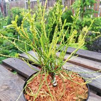 Tuja východná Franky Boy, Platycladus orientalis +120 cm, kont. 50l