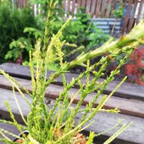 Tuja východná Franky Boy, Platycladus orientalis +120 cm, kont. 50l