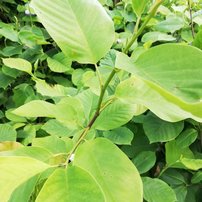 Magnólia denudata Yellow River Fei Huang, Magnolia denudata, kont 3l, 50 – 80 cm