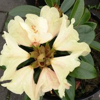 Rododendron Festivo, Rhododendron 30 - 40 cm, kont. 5l