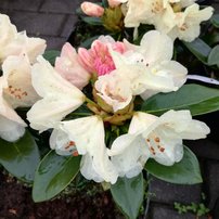 Rododendron Festivo, Rhododendron 30 - 40 cm, kont. 5l