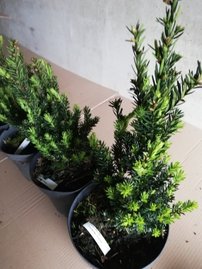 Tis obyčajný Fastigiata Robusta, Taxus baccata 30 - 60 cm, kont. 3l