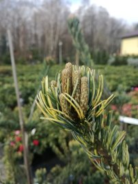 Borovica drobnokvetá Fukai, Pinus parviflora, kontajner C3 ,30-60 cm