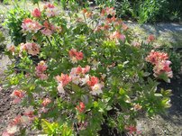 Azalka  Cannon´s Double Azalea 40 - 60 cm, kont 4l