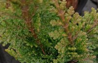 Cypruštek tupolistý Filicoides , Chamaecyparis obtusa, 15 - 20 cm, kont. 3l