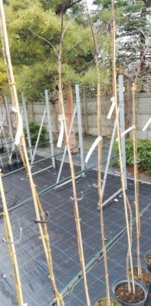 Javor dlaňovitolistý Firecracker, Acer palmatum, na kmienku, +150 cm, kontajner C 4