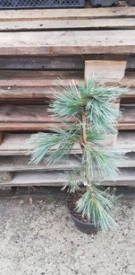 Borovica ohybná Firmament, Pinus flexilis, kontajner 3l, 30 – 40 cm