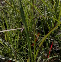 Ozdobnica čínská Flamingo, Miscanthus sinensis , kontajner 1 l