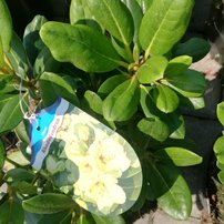 Rododendron Flava, Rhododendron yakushimanum ,40 - 50 cm, kont. 3l