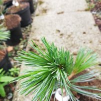 Borovica ohybná Vanderwolf's pyramid, Pinus flexilis, kontajner 5l, 30 – 40 cm