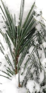 Borovica ohybná Vanderwolf's pyramid, Pinus flexilis, kontajner 20l, 100 – 125 cm