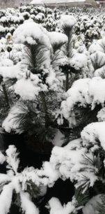 Borovica ohybná Vanderwolf's pyramid, Pinus flexilis, kontajner 20l, 100 – 125 cm