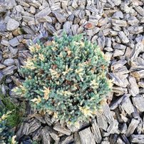 Borievka šupinatá Floreant, Juniperus squamata, 20 – 25 cm, kontajner 3l