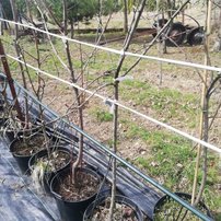 Jabloň domáca Florina- zimná ( podpník M 26), Malus domestica 170 - 220 cm, kont. 10l