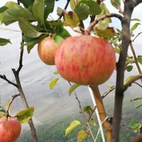 Jabloň domáca Florina- zimná ( podpník M 26), Malus domestica 170 - 220 cm, kont. 10l