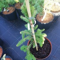 Smrek obyčajný Formanek, Picea abies 40 - 50 cm, kont. 5l