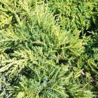 Borievka pfitzerova Daub's Frosted, Juniperus x pfitzeriana 20 - 30 cm, kont. 3l