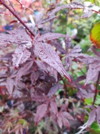 Javor dlaňovitolistý Fujinami nishiki, Acer palmatum , kontajner C 3, 40 - 50 cm