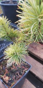 Borovica drobnokvetá Fuku-zu-mi , Pinus parviflora, kontajner C1 ,30-40 cm