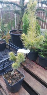 Borovica drobnokvetá Fuku-zu-mi , Pinus parviflora, kontajner C1 ,30-40 cm