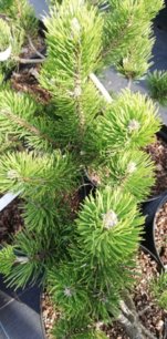 Borovica pancierová Green Giant, Pinus heldreichii 30 - 50 cm, kont. 4