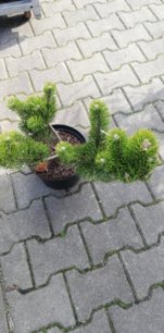 Borovica pancierová Green Giant, Pinus heldreichii 30 - 50 cm, kont. 4