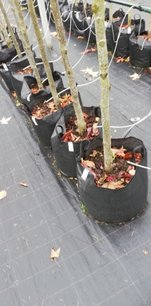 Lipa malolistá Green Globe, Tilia cordata, + 290 cm, kontajner 20l