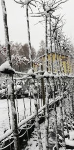 Lipa malolistá Green Globe, Tilia cordata, + 290 cm, kontajner 20l