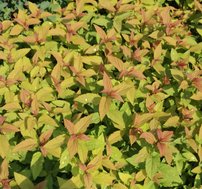 Tavoľa  Goldflame, Spiraea x bumalda, kontajner 2l. výška 20 cm