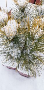Borovica horská Goldfingers, Pinus mugo 30 - 40 cm, kont. 3l