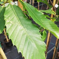 Gaštan jedlý, Castanea sativa, +130 cm, kontajner 3 l